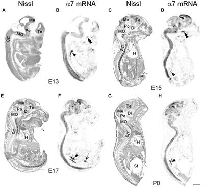 Distribution of α7 Nicotinic Acetylcholine Receptor Subunit mRNA in the Developing Mouse